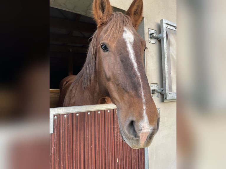 Norico Giumenta 18 Anni 165 cm Sauro in Hoyerswerda