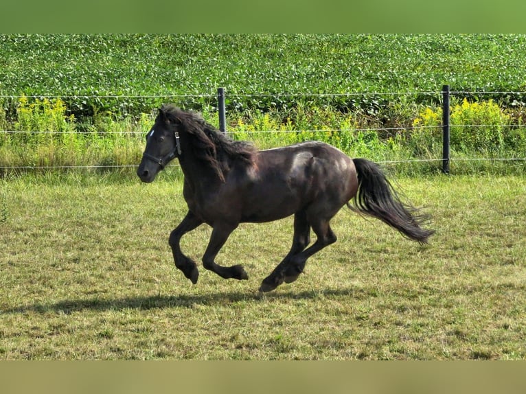Norico Giumenta 18 Anni Morello in Tobaj