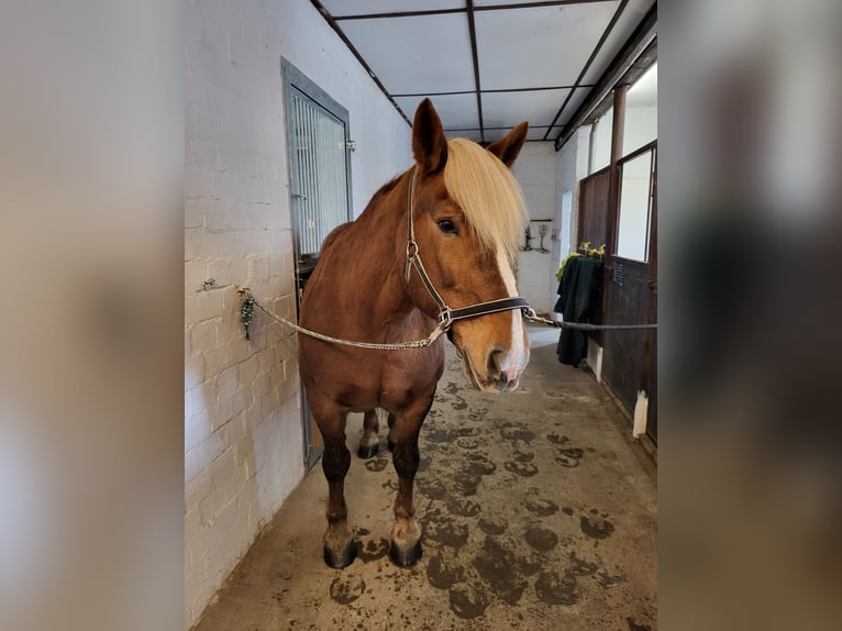 Norico Giumenta 19 Anni 158 cm Sauro scuro in St.Blasien