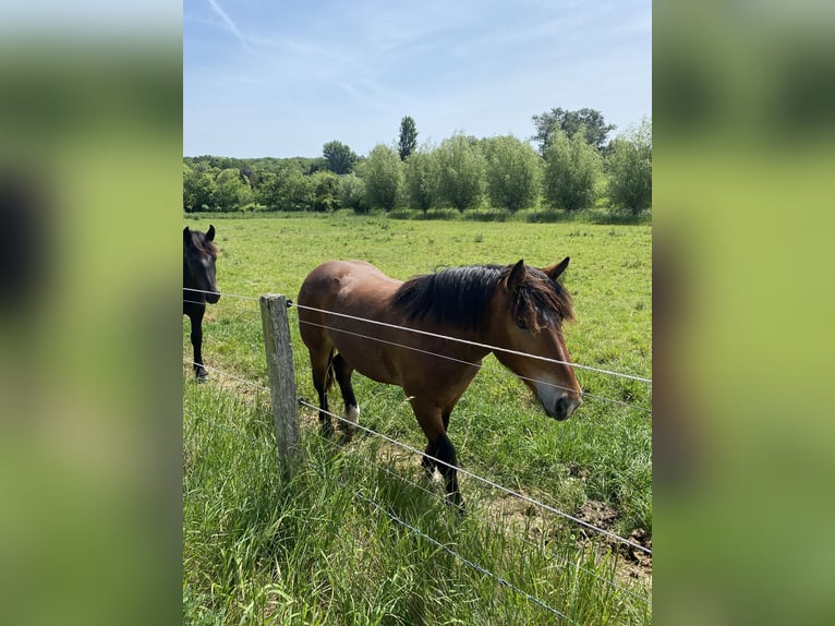 Norico Giumenta 1 Anno Baio in Wegberg
