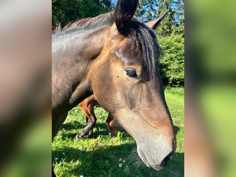 Norico Giumenta 1 Anno Baio nero in Wegberg