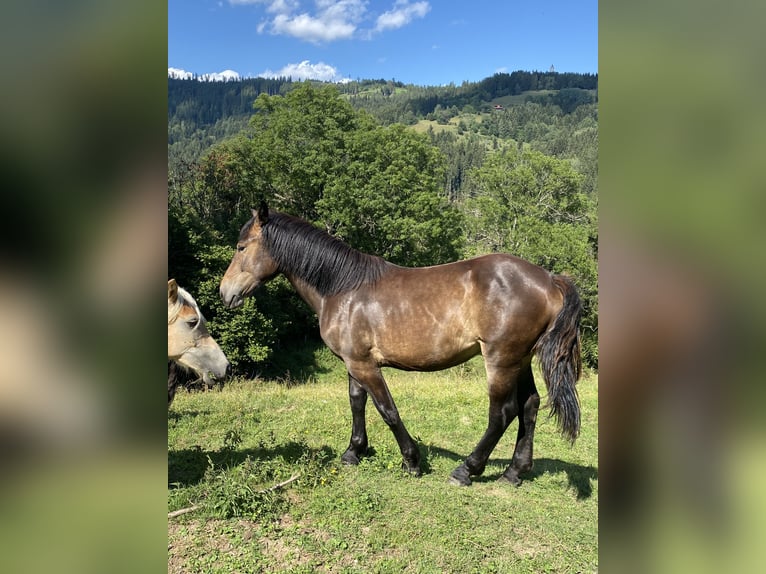 Norico Giumenta 1 Anno Baio nero in Wegberg