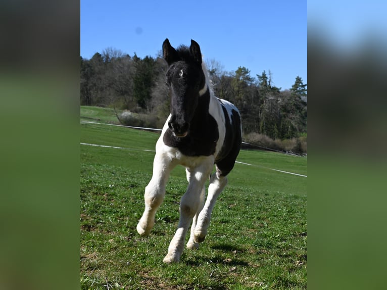 Norico Giumenta 1 Anno Tobiano-tutti i colori in Klettgau