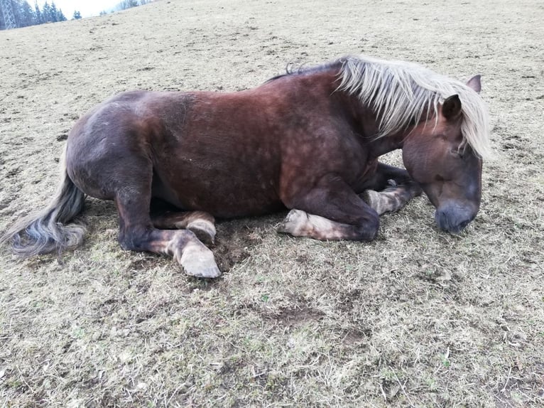 Norico Giumenta 20 Anni 162 cm Sauro scuro in St. Anton