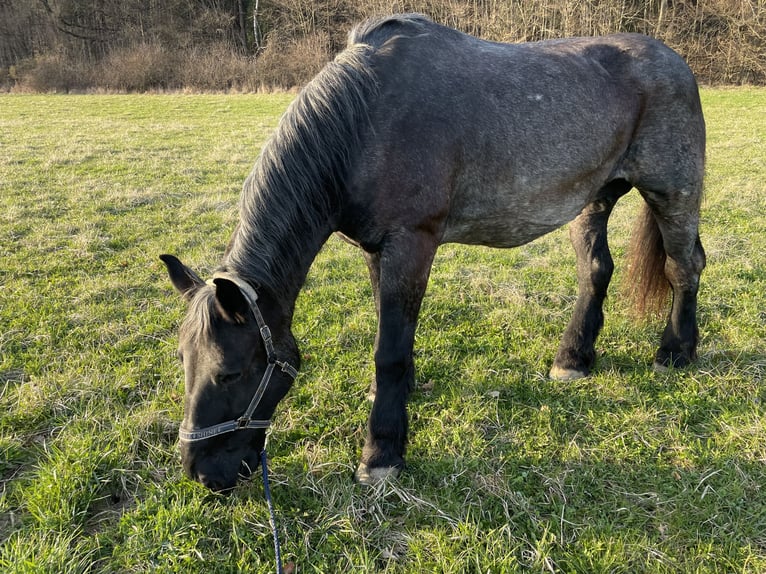 Norico Giumenta 21 Anni 172 cm Grigio ferro in Eggersdorf