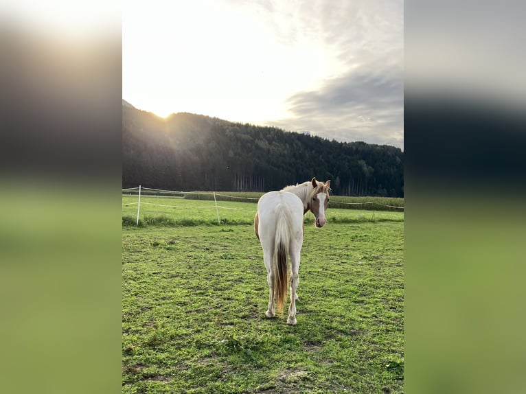 Norico Giumenta 2 Anni 145 cm Pezzato in Aifersdorf