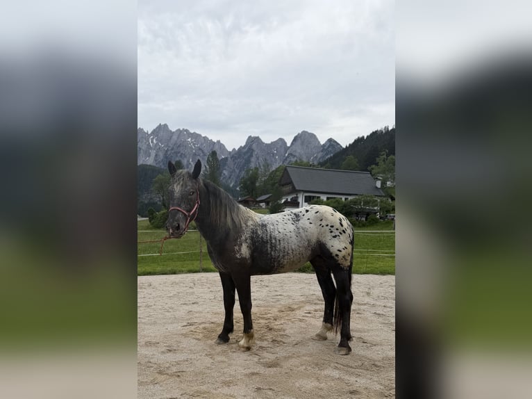 Norico Giumenta 2 Anni 148 cm Leopard in Gosau
