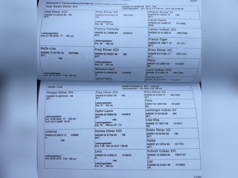 Norico Giumenta 2 Anni 160 cm Leopard in Waldshut-Tiengen