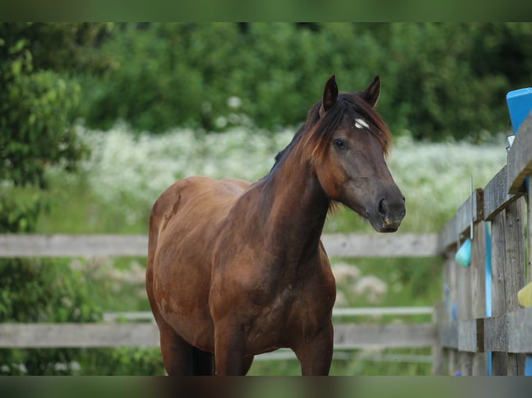 Norico Giumenta 2 Anni 163 cm Morello in Waldshut-Tiengen