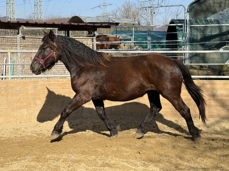 Norico Giumenta 2 Anni 163 cm Morello in Waldshut-Tiengen