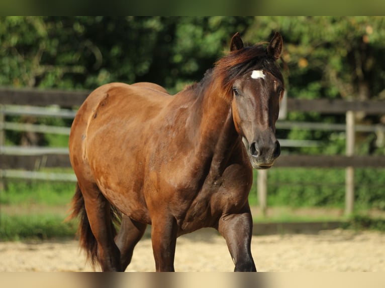 Norico Giumenta 2 Anni 163 cm Morello in Waldshut-Tiengen