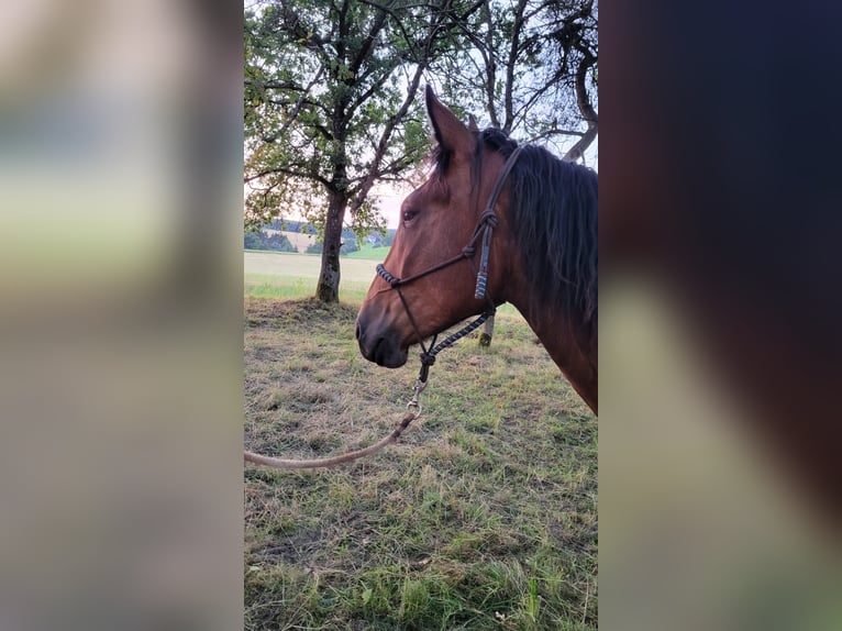 Norico Giumenta 2 Anni Baio in Selent