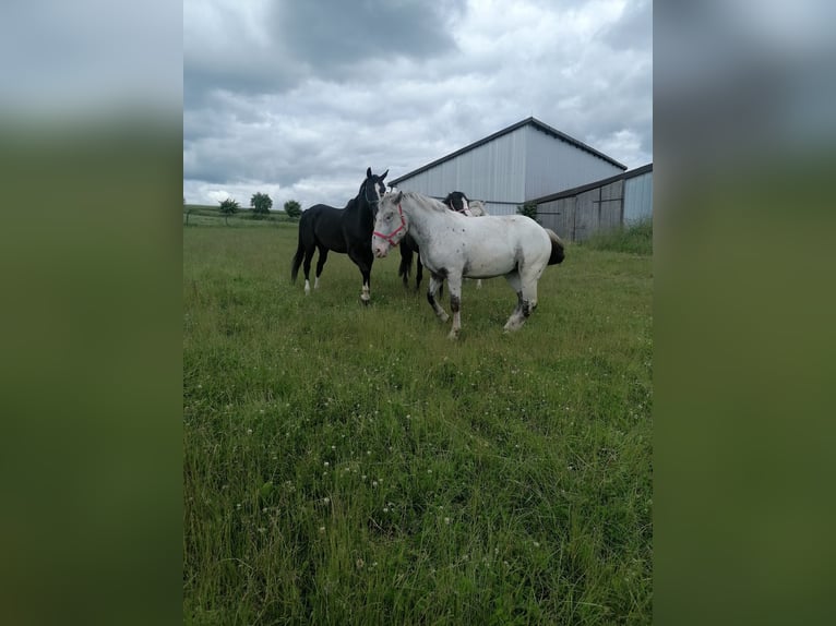 Norico Giumenta 2 Anni Grigio in Schrozberg