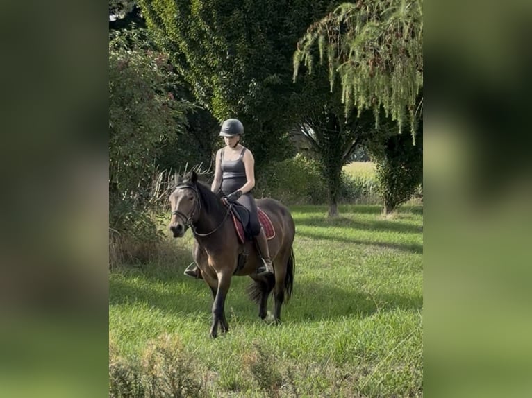 Norico Giumenta 3 Anni 150 cm Baio in Achstetten