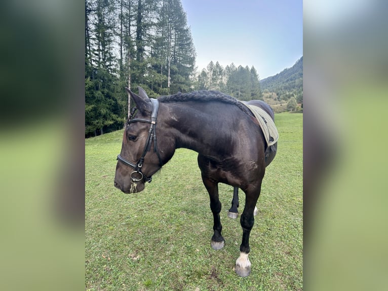 Norico Giumenta 3 Anni 150 cm Morello in Bad Bleiberg