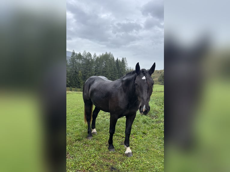 Norico Giumenta 3 Anni 150 cm Morello in Bad Bleiberg