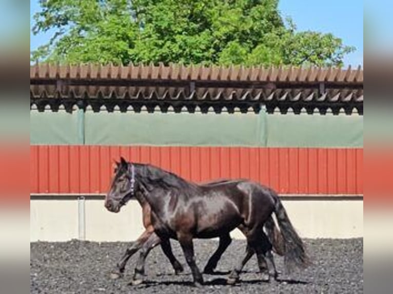 Norico Giumenta 3 Anni 153 cm Morello in Küßnach