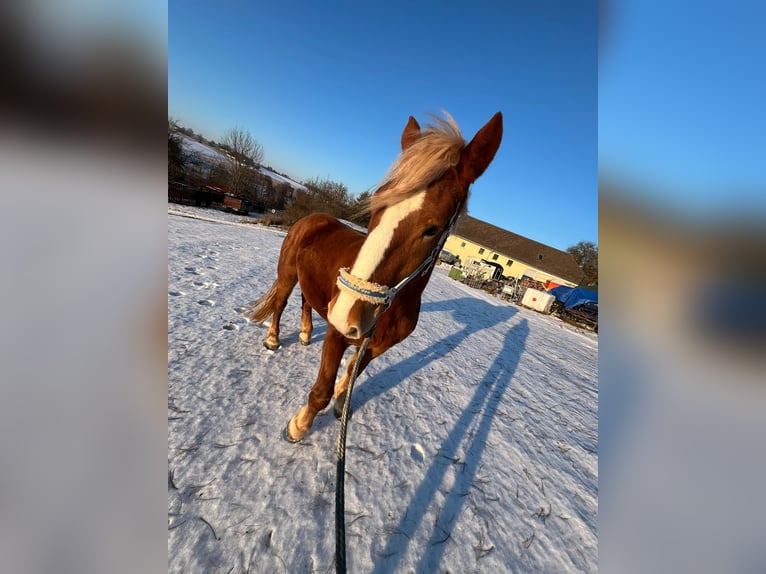 Norico Giumenta 3 Anni 153 cm Sauro in Allhaming