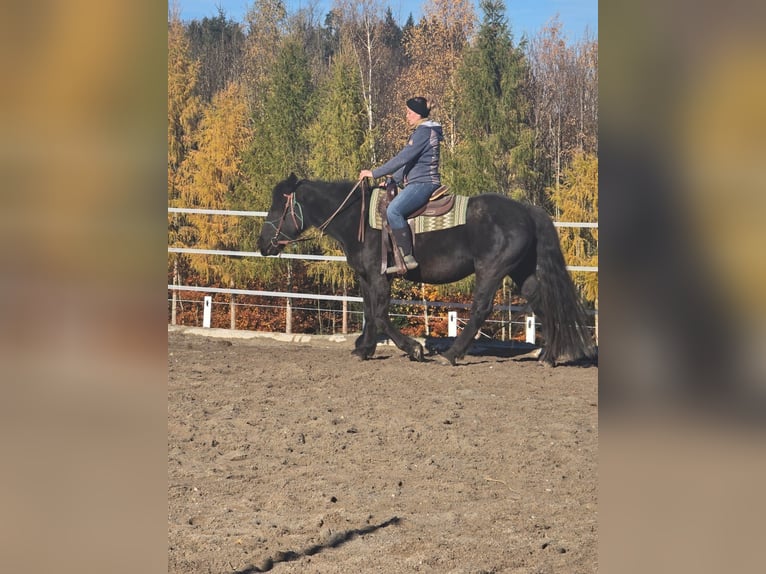 Norico Giumenta 3 Anni 155 cm Morello in Gaspoltshofen