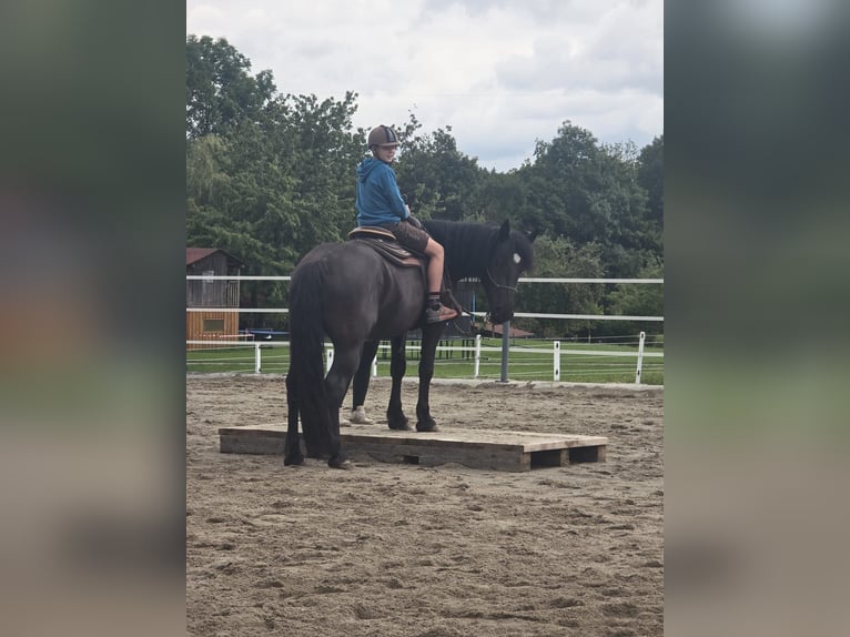 Norico Giumenta 3 Anni 155 cm Morello in Gaspoltshofen