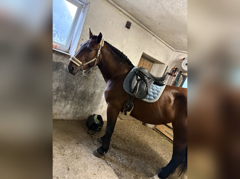 Norico Giumenta 3 Anni 160 cm Baio in Hintersee