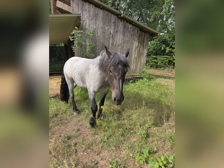 Norico Giumenta 3 Anni 160 cm Leardo in Flörsbachtal