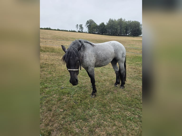 Norico Giumenta 3 Anni 160 cm Leardo in Flörsbachtal