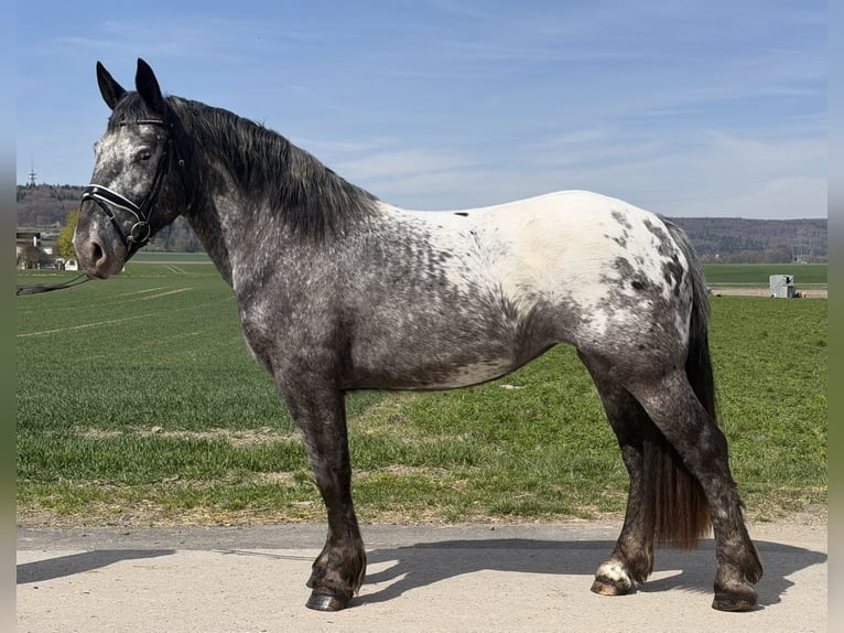 Norico Giumenta 3 Anni 160 cm Leopard in Riedlingen