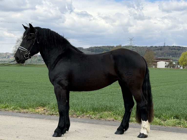 Norico Giumenta 3 Anni 164 cm Morello in Riedlingen