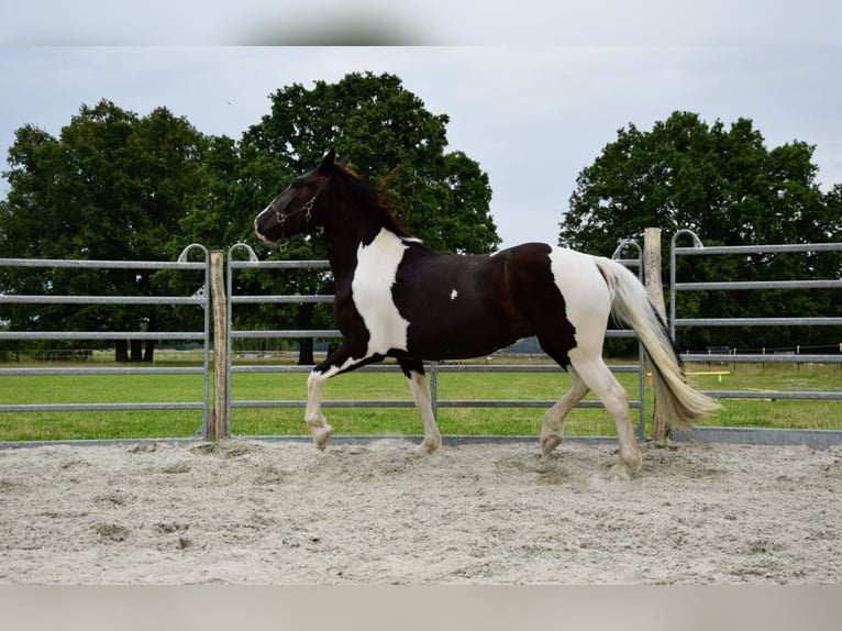 Norico Giumenta 3 Anni 165 cm Pezzato in Großräschen