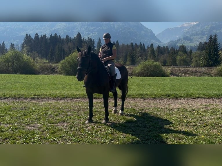 Norico Giumenta 3 Anni Morello in St. Daniel