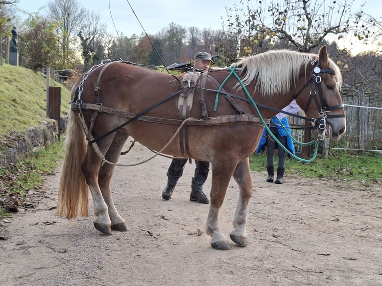 Norico Giumenta 4 Anni 153 cm Sauro in Zell im Wiesental