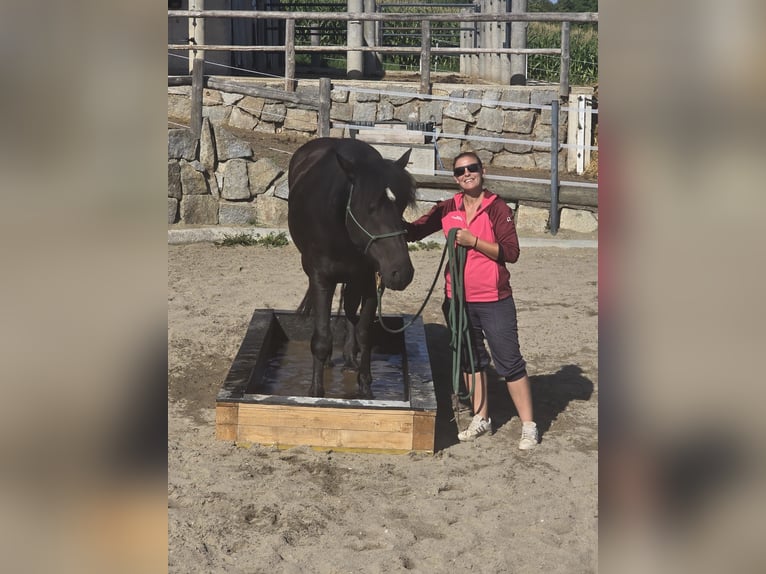 Norico Giumenta 4 Anni 155 cm Morello in Gaspoltshofen