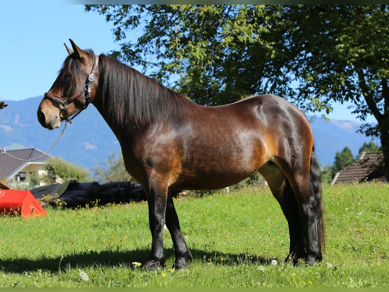Norico Giumenta 4 Anni 157 cm Baio in Neumarkt in der Steiermark