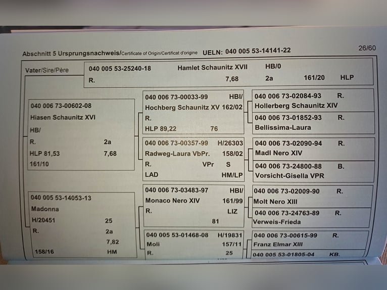 Norico Giumenta 4 Anni 158 cm Morello in Neumarkt