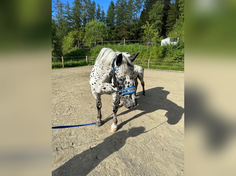 Norico Giumenta 4 Anni 163 cm Leopard in Murau