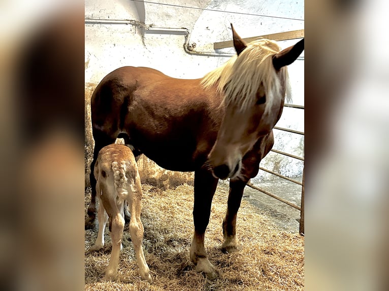 Norico Giumenta 4 Anni 166 cm Sauro in Sankt Margarethen im Lungau