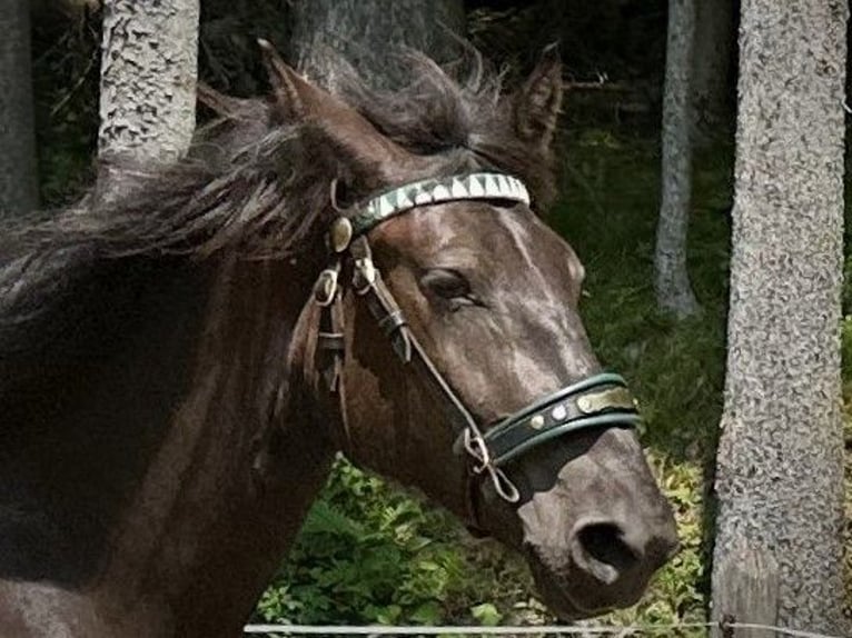 Norico Giumenta 4 Anni 168 cm Morello in Abtenau