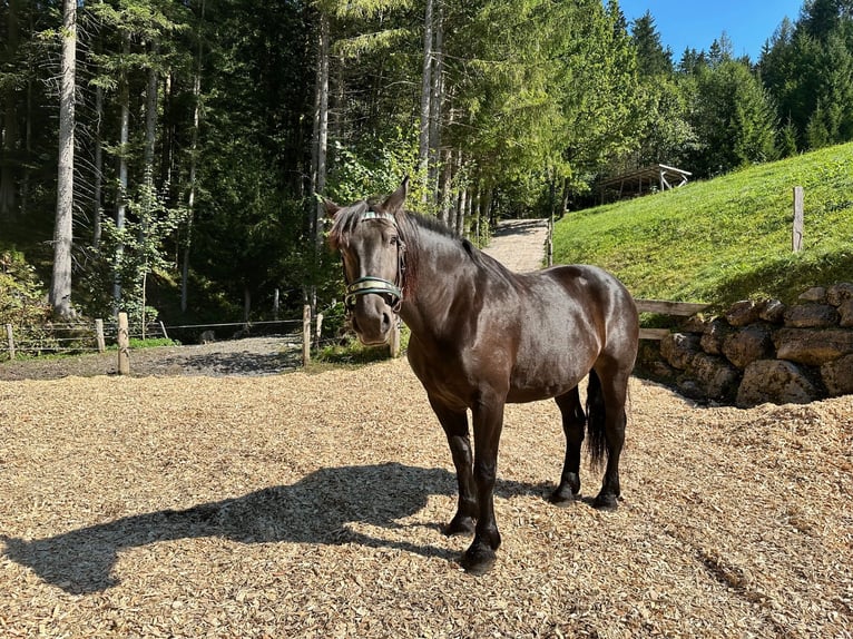 Norico Giumenta 4 Anni 168 cm Morello in Abtenau