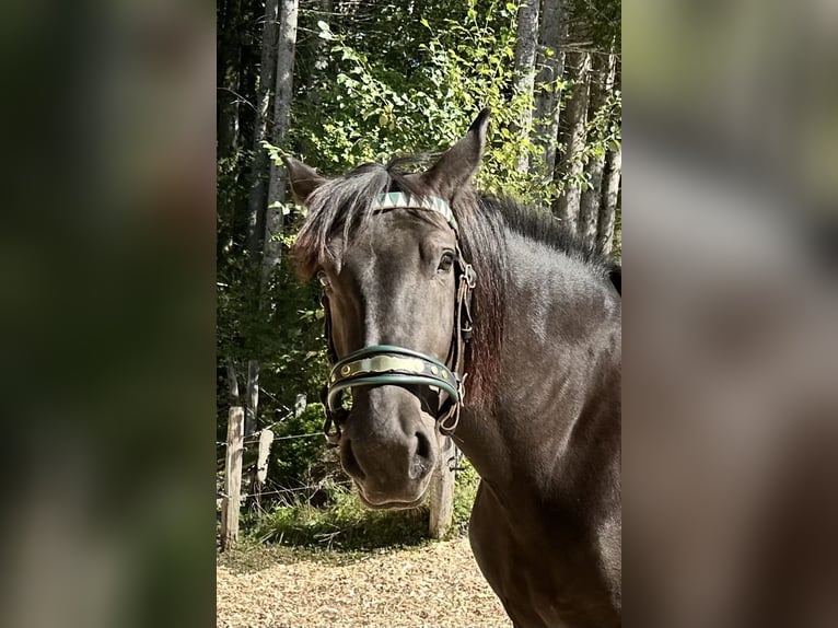 Norico Giumenta 4 Anni 168 cm Morello in Abtenau