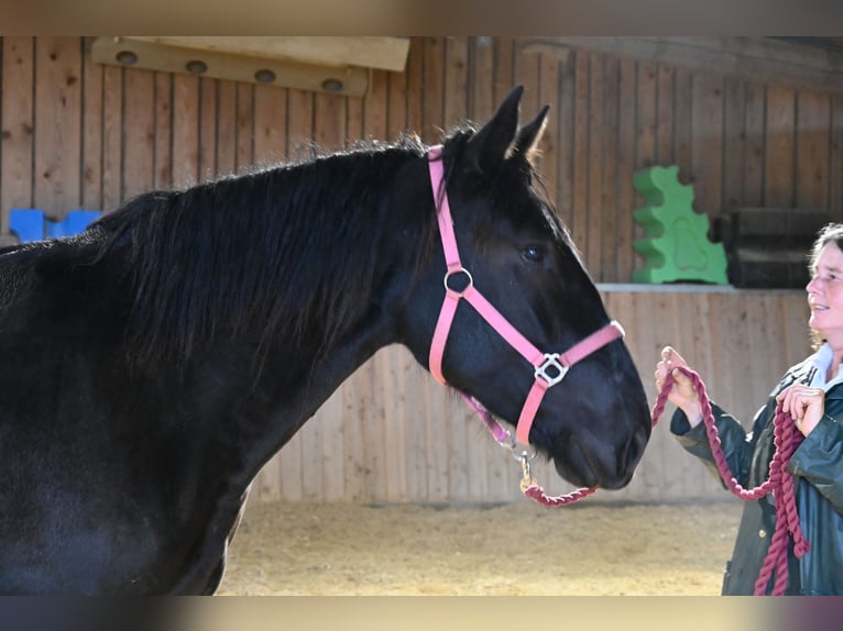 Norico Giumenta 4 Anni Morello in Klettgau