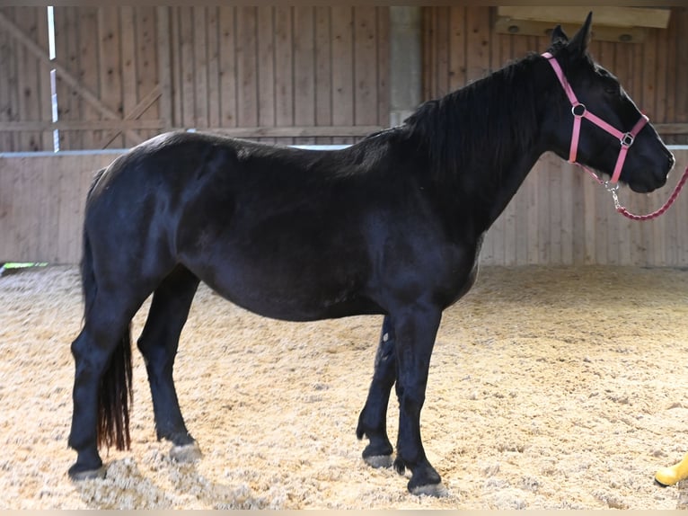 Norico Giumenta 4 Anni Morello in Klettgau