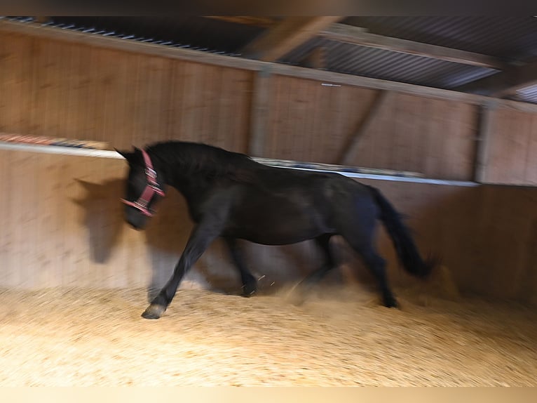 Norico Giumenta 4 Anni Morello in Klettgau