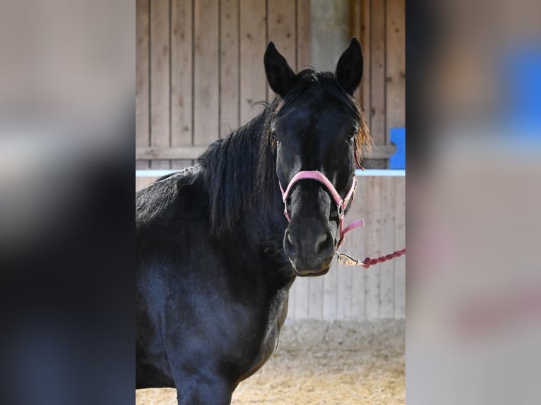 Norico Giumenta 4 Anni Morello in Klettgau