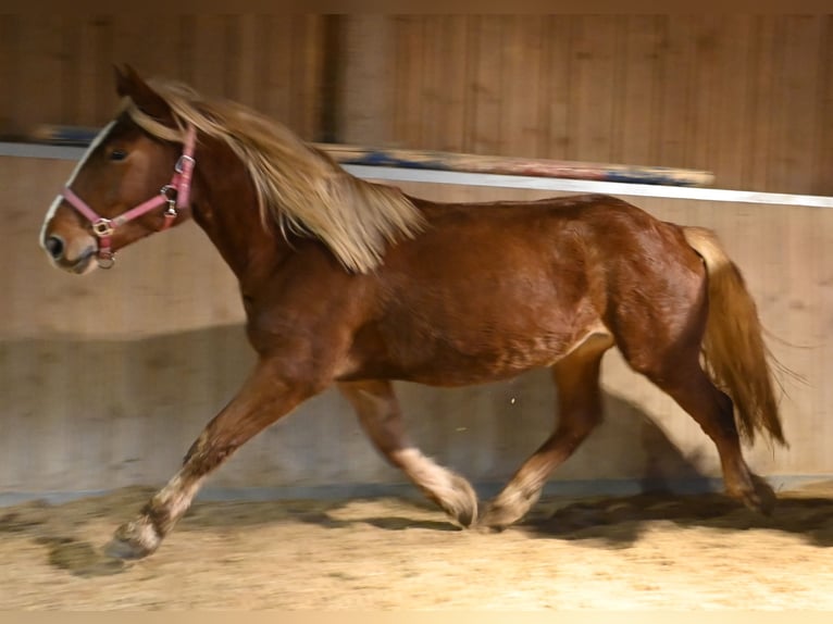 Norico Giumenta 4 Anni Sauro scuro in Klettgau