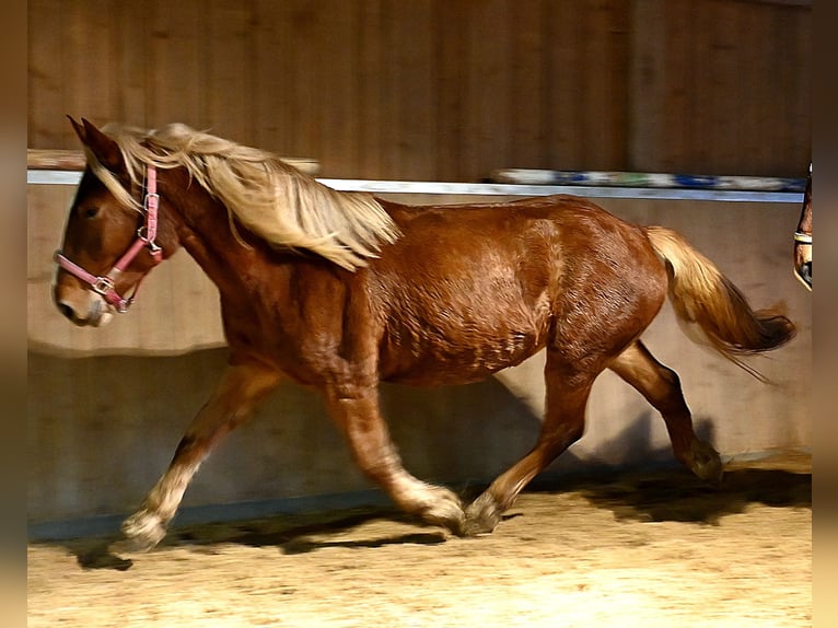 Norico Giumenta 4 Anni Sauro scuro in Klettgau