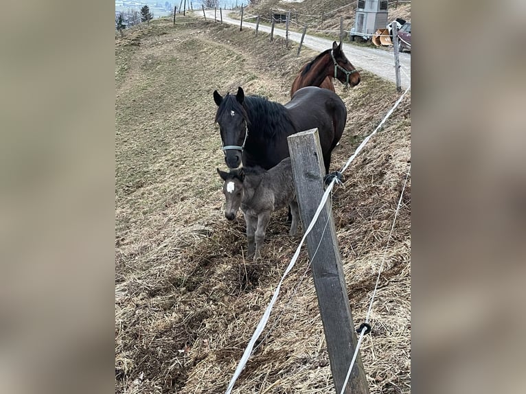 Norico Giumenta 5 Anni 160 cm Morello in Peine