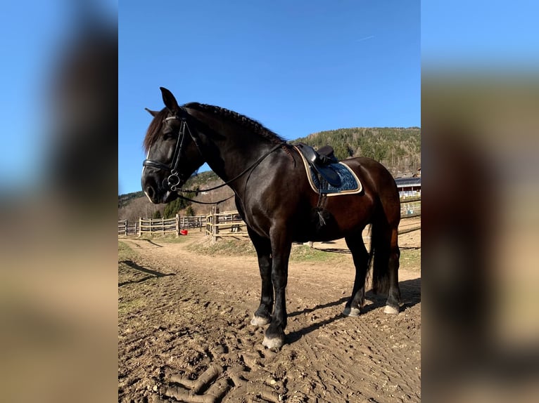 Norico Giumenta 5 Anni 162 cm Morello in Seeboden am Millstätter See
