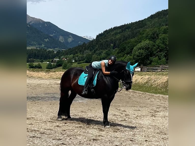 Norico Giumenta 5 Anni 162 cm Morello in Seeboden am Millstätter See