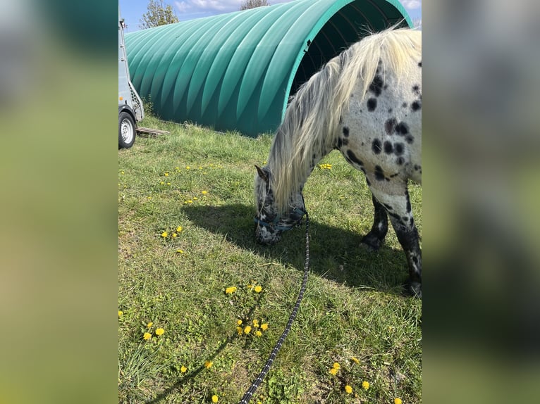 Norico Giumenta 5 Anni 163 cm Leopard in Bad Camberg